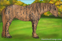 Horse Color:Black  Brindle