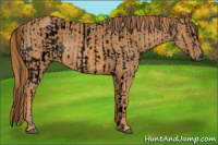 Horse Color:ERROR: UNKNOWN ANOMALY Brindle