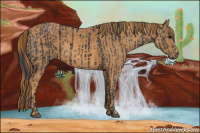 Horse Color:Black  Brindle