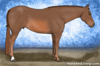 Horse Color:Liver Chestnut 