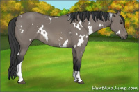 Horse Color:White Spotted Grullo Tobiano 
