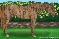 Horse Color:Black  Brindle