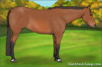Horse Color:Bay 