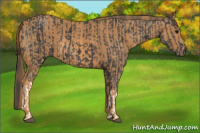 Horse Color:Black  Brindle
