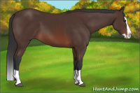 Horse Color:Brown Splash