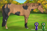 Horse Color:Black  Brindle