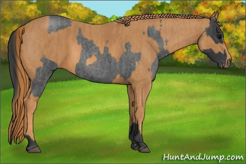 Horse Color: Blue Roan  Brindle