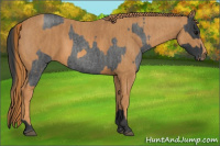 Horse Color:Blue Roan  Brindle