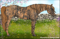 Horse Color:Black  Brindle