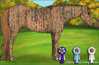 Horse Color:Black  Brindle