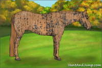 Horse Color:Black  Brindle