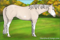Horse Color:Silver Classic Champagne Dun Splash Frame 