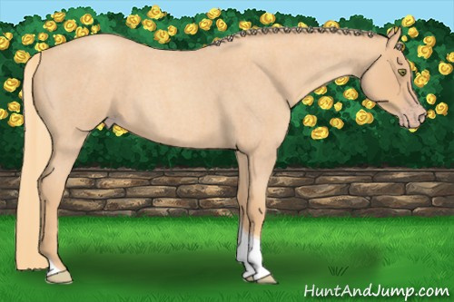 Horse Color: Gold Champagne Roan Tobiano 