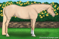Horse Color:Gold Champagne Roan Tobiano