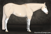Horse Color:Silver Classic Champagne Dun Splash Frame 