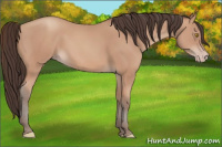 Horse Color:Amber Champagne 