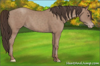 Horse Color:Classic Champagne 