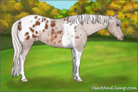 Horse Color:Silver Bay Tobiano Appaloosa 