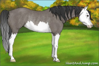 Horse Color:Brown Splash Rabicano