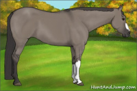 Horse Color:Smoky Grullo 
