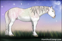 Horse Color:Silver Classic Champagne Ice Dun Splash 