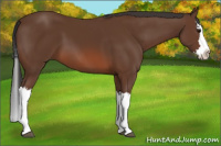 Horse Color:Bay Splash 
