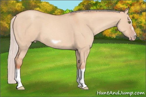 Horse Color: Silver Classic Champagne Dun Splash Frame 