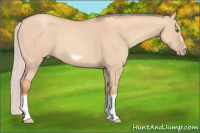 Horse Color:Silver Classic Champagne Dun Splash Frame 