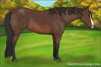 Horse Color:Bay Splash 