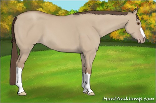 Horse Color: Classic Champagne Dun 