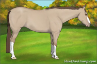 Horse Color:Classic Champagne Dun 