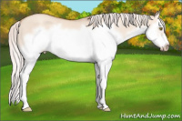 Horse Color:Silver Classic Champagne Dun Splash Frame 