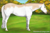 Horse Color:Silver Classic Champagne Dun Splash Frame 