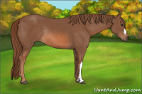 Horse Color:Chestnut Rabicano 