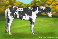Horse Color:White Spotted Black Sabino