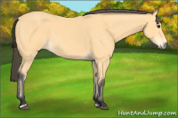 Horse Color:Buckskin Sabino 