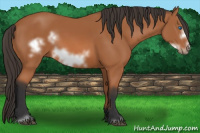 Horse Color:Bay Sabino Frame 