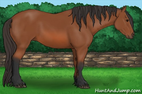 Horse Color: Bay Sabino 
