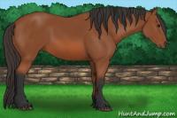 Horse Color:Bay Sabino 