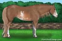 Horse Color:Chestnut Sabino