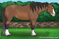 Horse Color:Bay Sabino Splash 