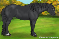 Horse Color:Black Sabino 