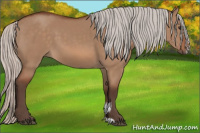 Horse Color:Silver Bay Dun Sabino 