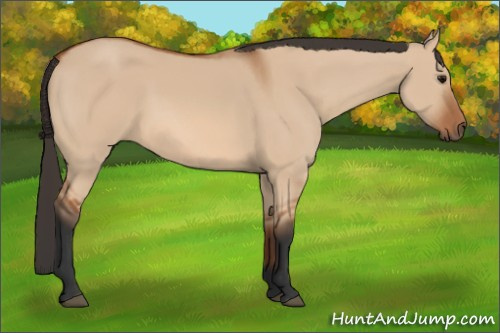 Horse Color: Bay Dun Sabino 