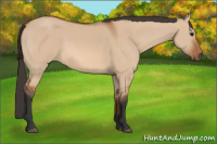 Horse Color:Bay Dun Sabino 