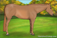 Horse Color:Chestnut Sabino 