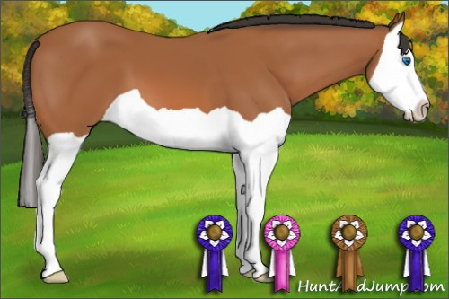 Horse Color: Bay Splash 