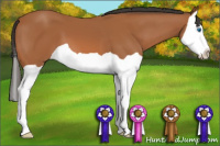 Horse Color:Bay Splash 