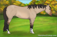 Horse Color:Bay Dun