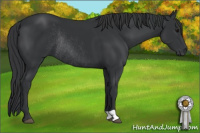 Horse Color:Black Rabicano 